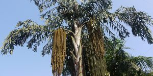 Amazing Plant Life To Discover In Sri Lanka's Southern Forests & Local ...